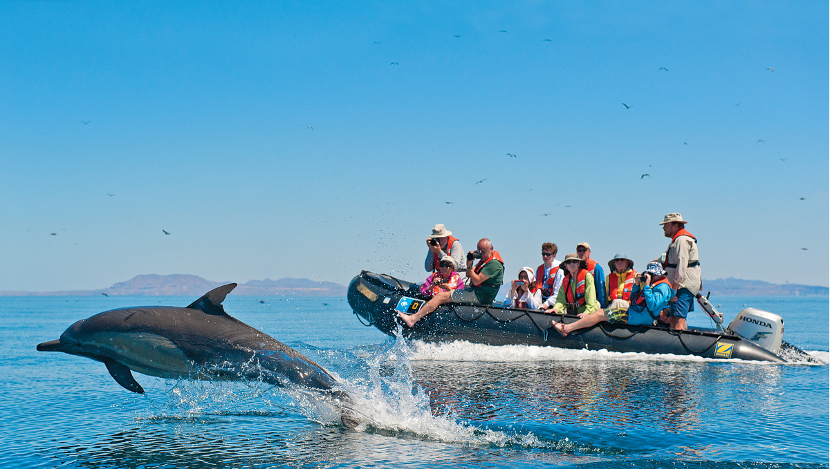 Going For a Dolphin Tour Here’s About Its Do’s and Don’ts 3